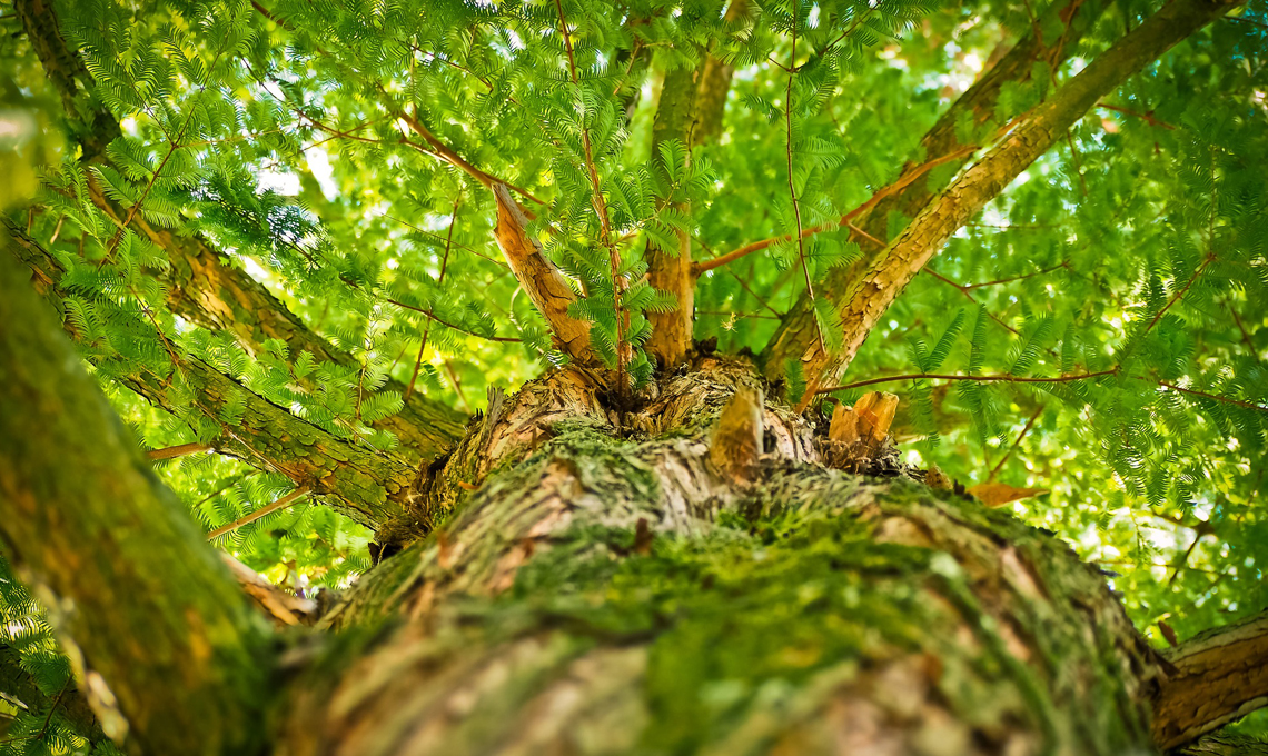 Festa alberi.