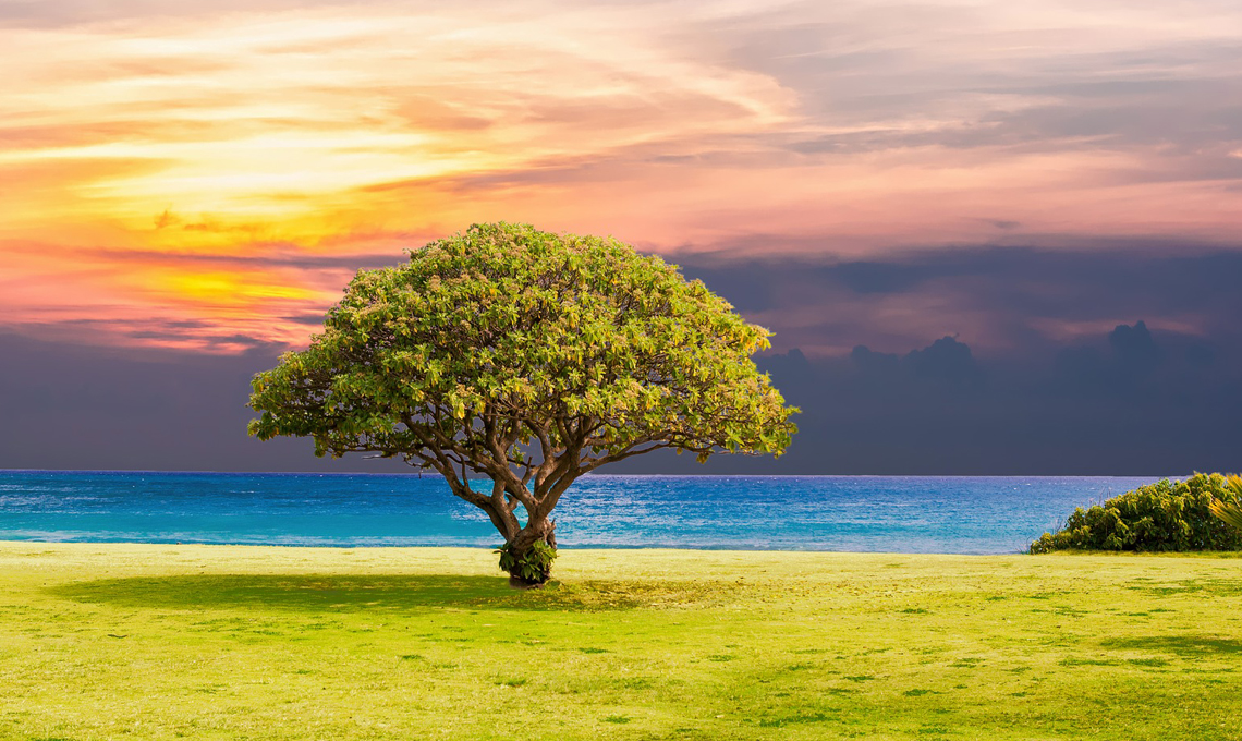 Alberi