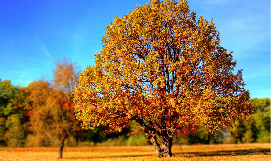 Festa alberi.