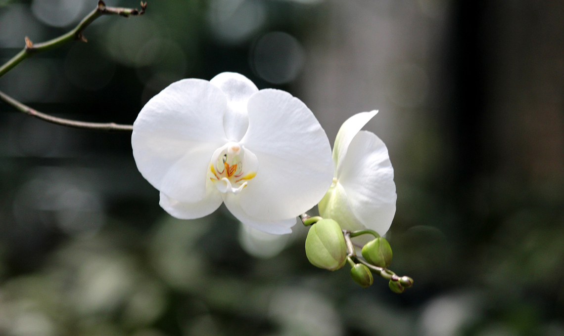 Orchidea bianca