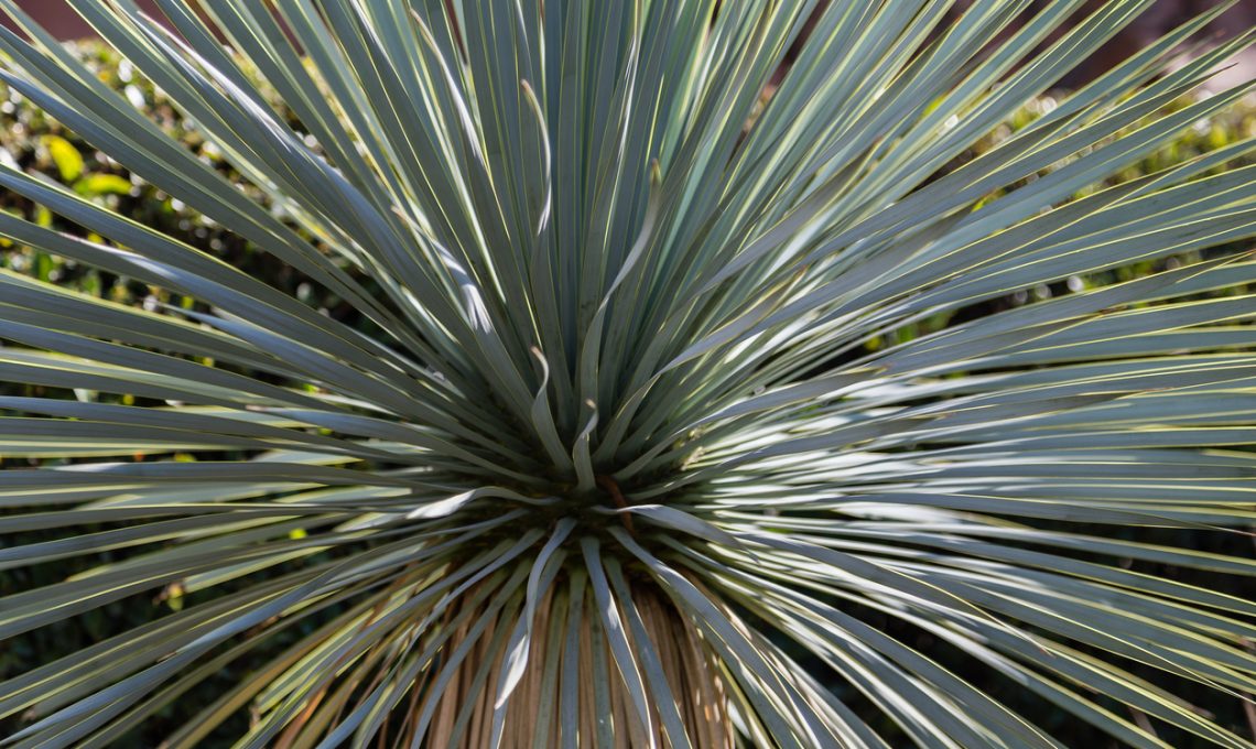 Pianta Yucca.