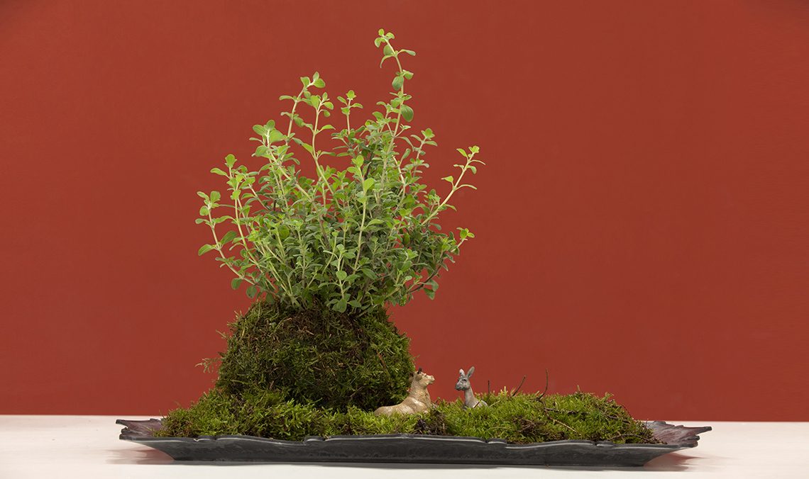 kokedama
