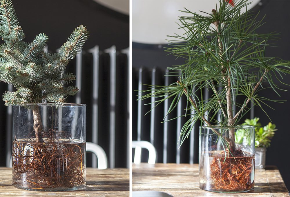 Idrocoltura: come coltivare un mini albero di Natale in vaso