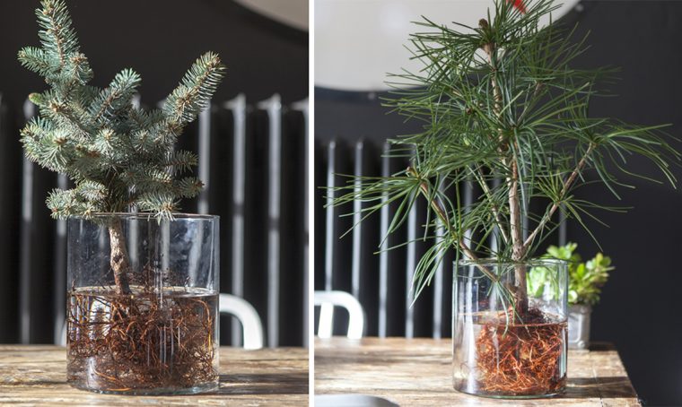 Idrocoltura: come coltivare un mini albero di Natale in vaso