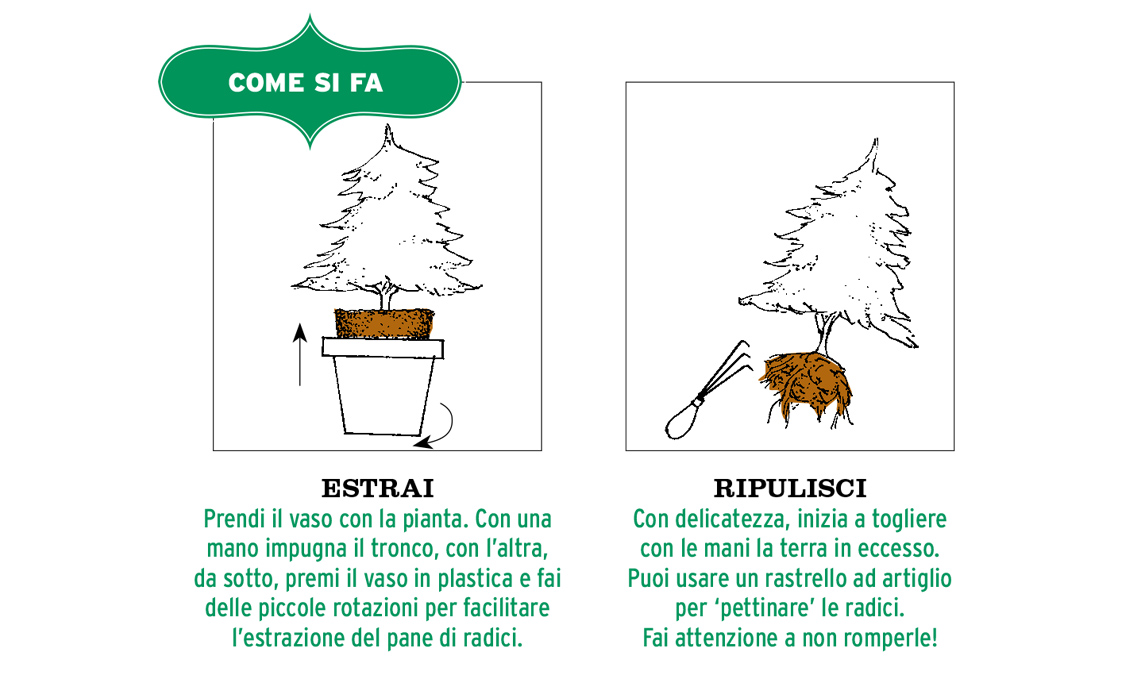 idrocoltura