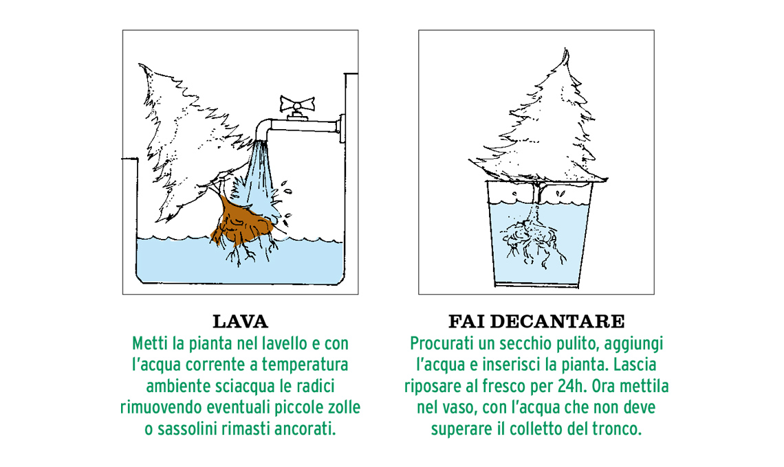 idrocoltura