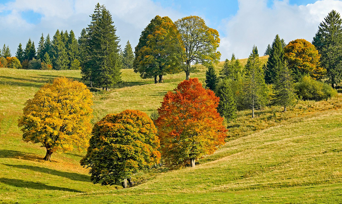 regalare un albero