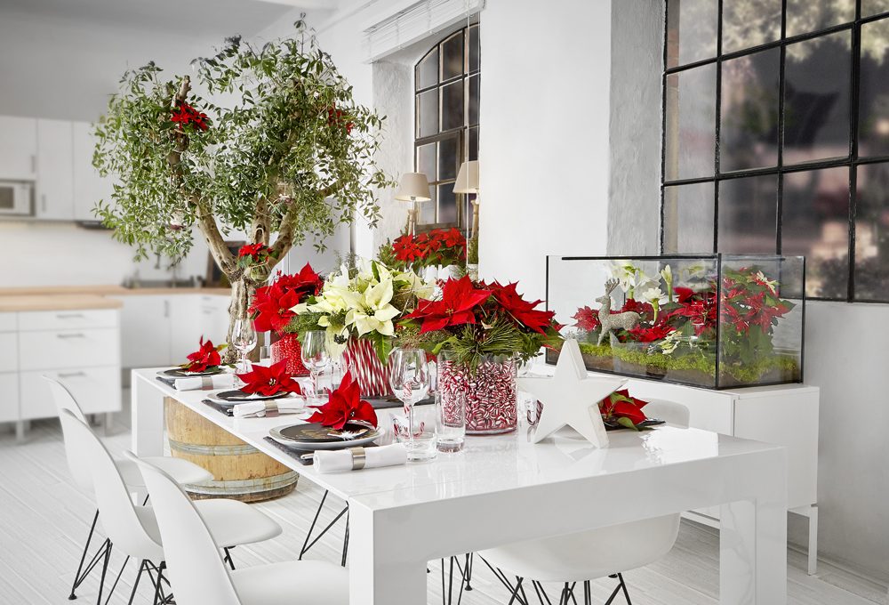 Come decorare la tavola e la casa con le Stelle di Natale