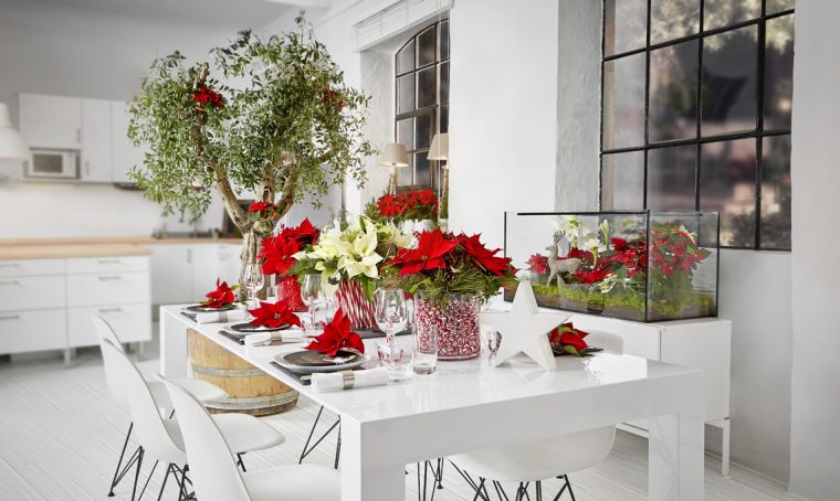 Come decorare la tavola e la casa con le Stelle di Natale