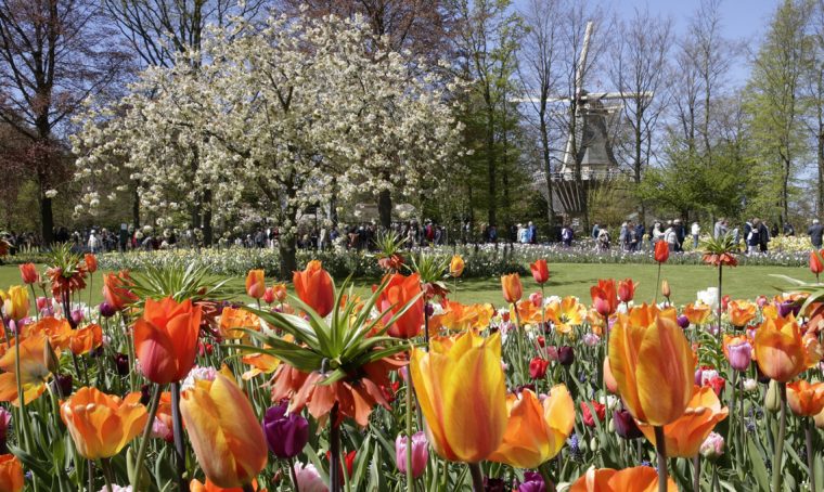 In primavera riapre il Keukenhof: il parco di tulipani più bello d’Olanda