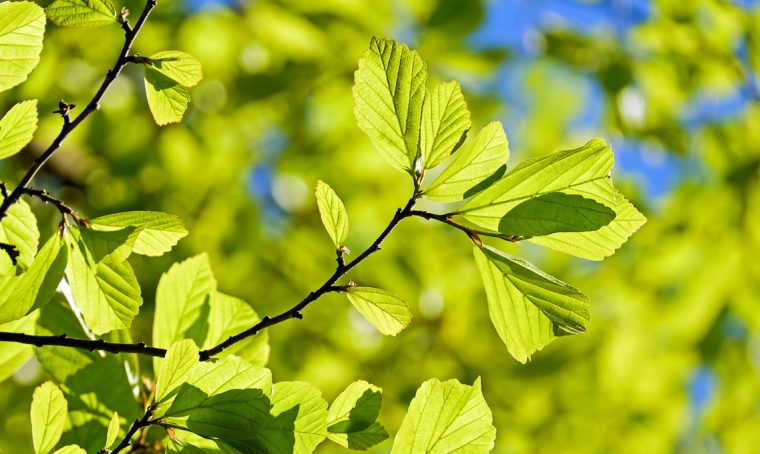 Come diventare un albero: idee per vivere ‘oltre’