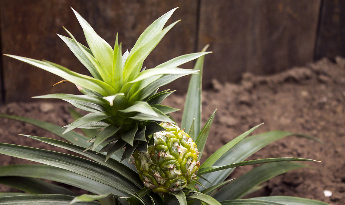 pianta di ananas