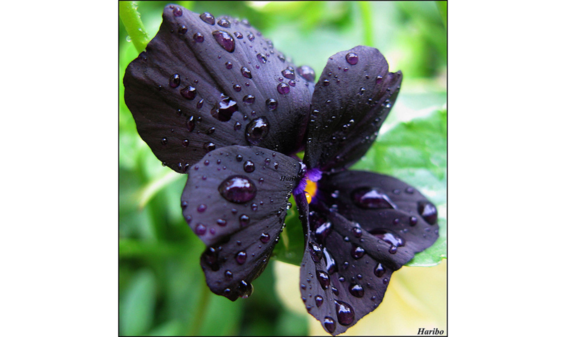 viola del pensiero