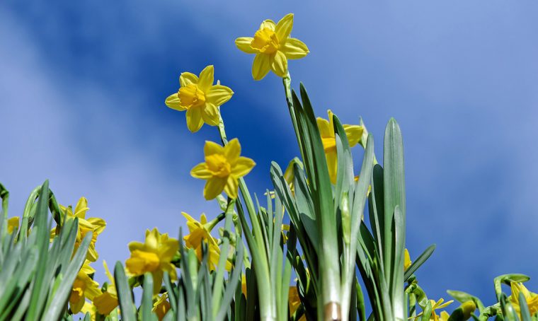 Come dividere i bulbi dei narcisi