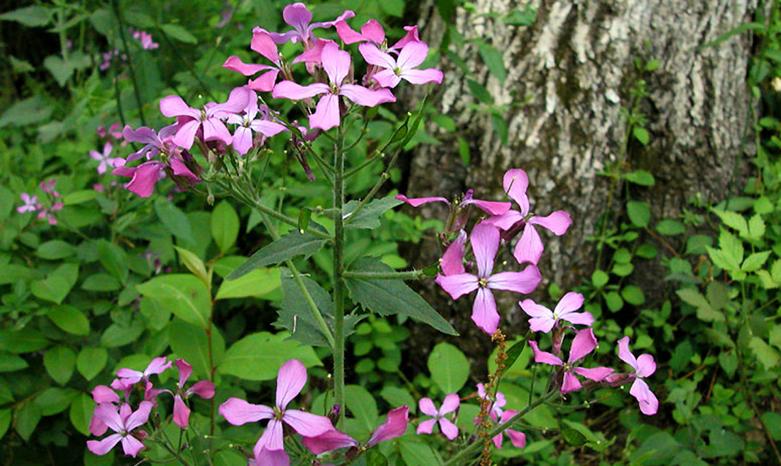 fiore lunaria.
