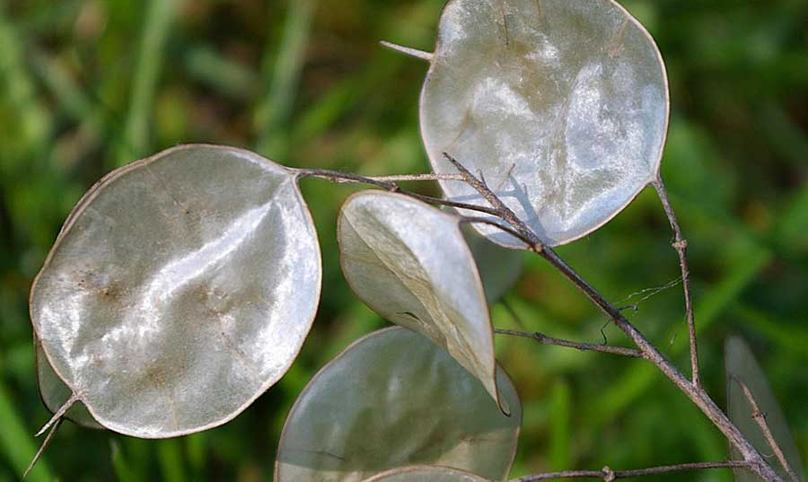 Lunaria pianta delle monete.
