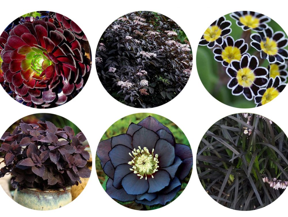 12 piante con foglie e fiori neri