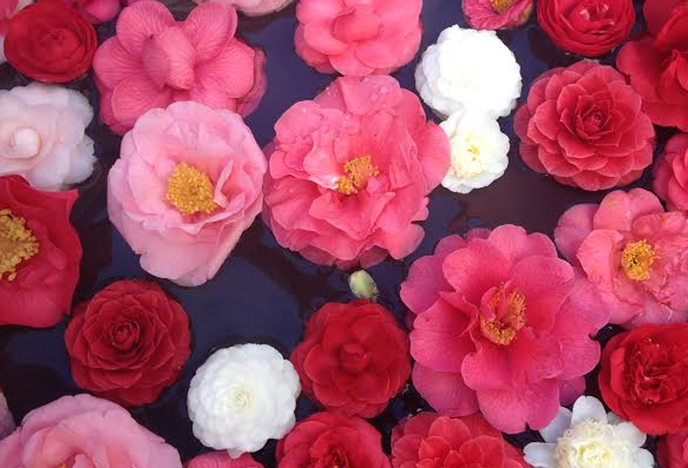 Mostra Antiche Camelie della Lucchesia 2018