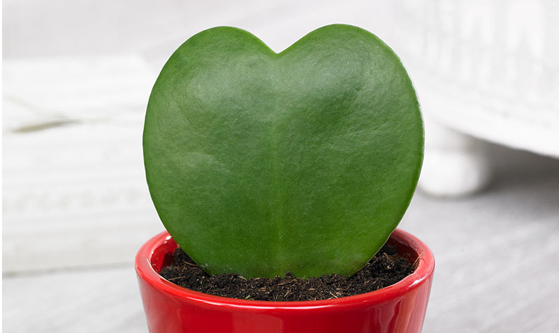 pianta grassa hoya