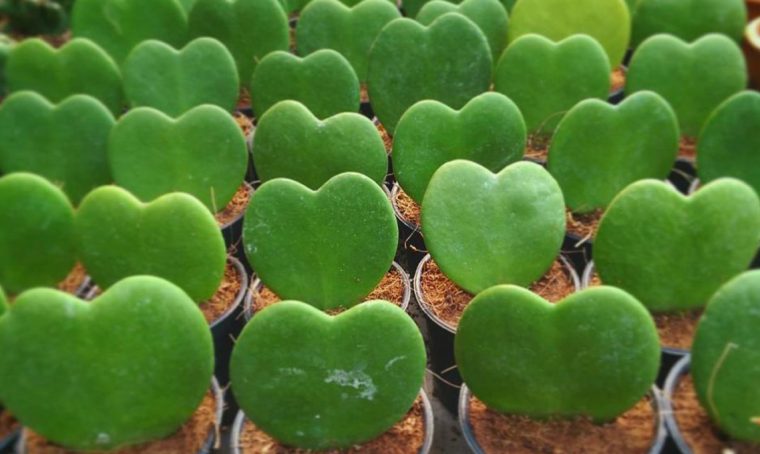 La pianta grassa a forma di cuore