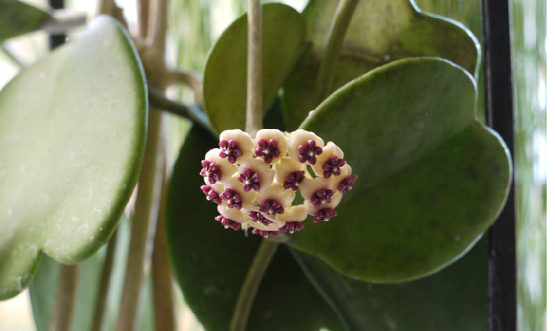 piante grasse hoya