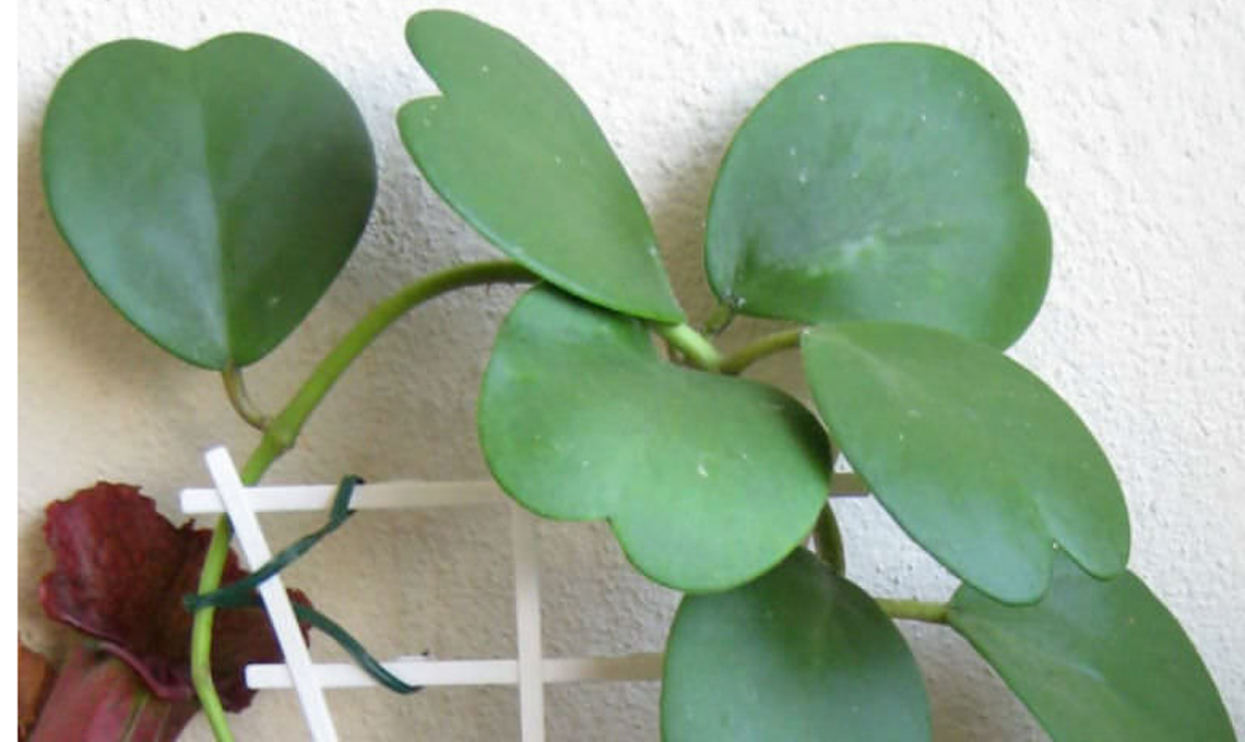 piante grasse hoya