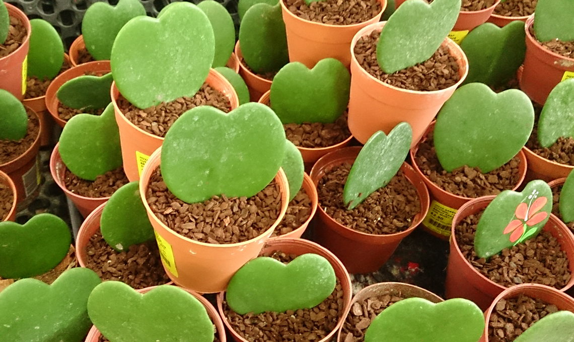 piante grasse hoya