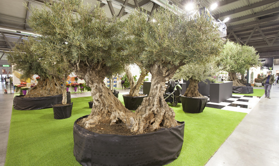 fiera Myplant