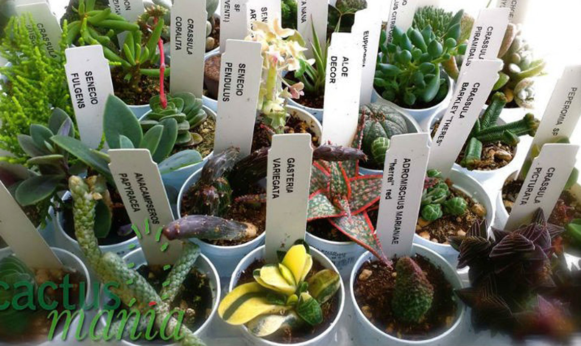 Fiera Myplant