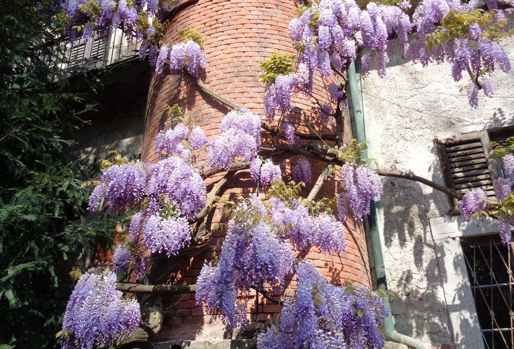 Conosci l’Orto Botanico di Brera?