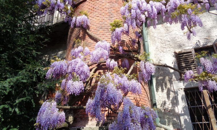 Orto Botanico Brera