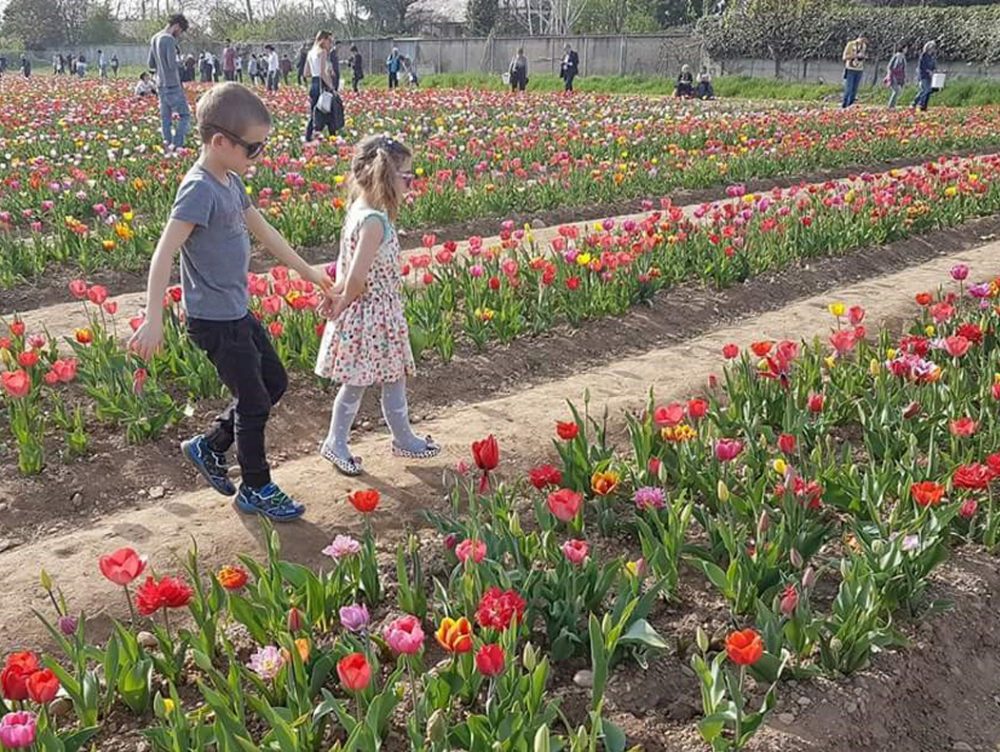 Campi di tulipani in Italia