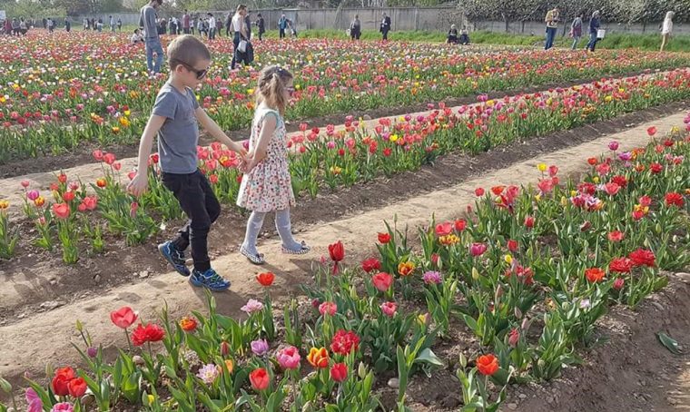 Una fotografia scattata nel campo di tulipani di Cornaredo nel 2017