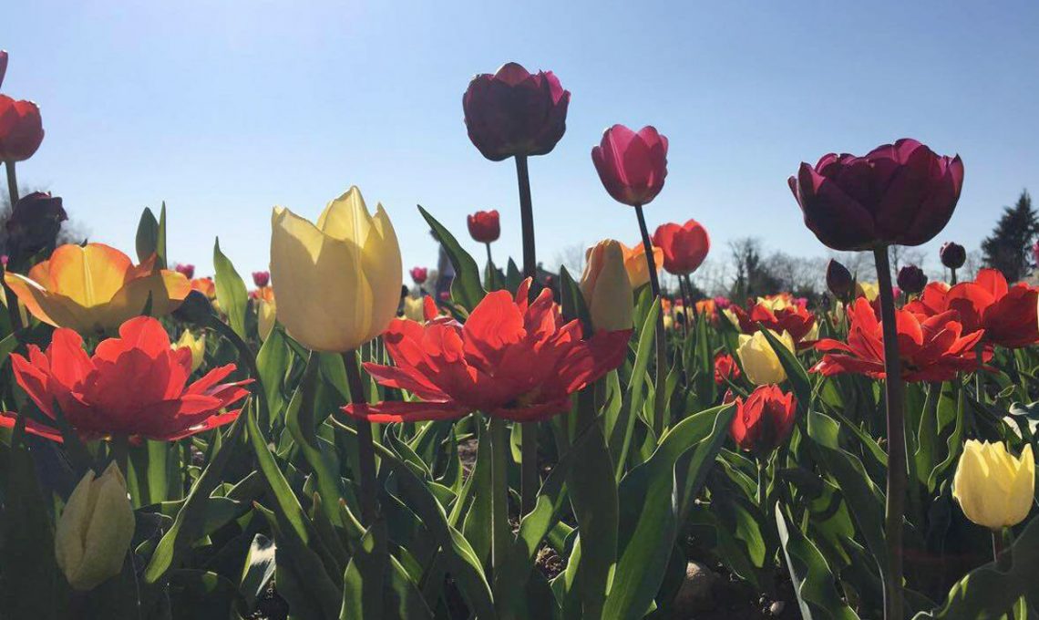 Una fotografia scattata nel campo di tulipani di Cornaredo nel 2017
