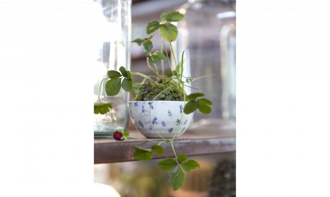 kusamono bonsai