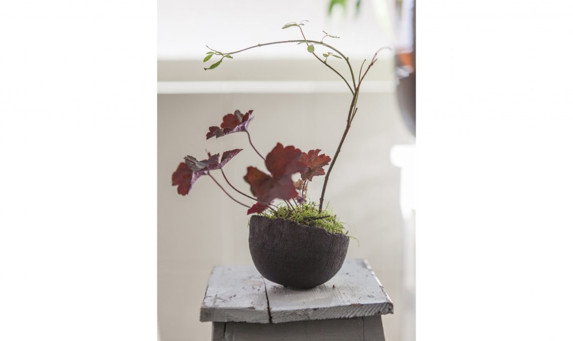 Kusamono Bonsai