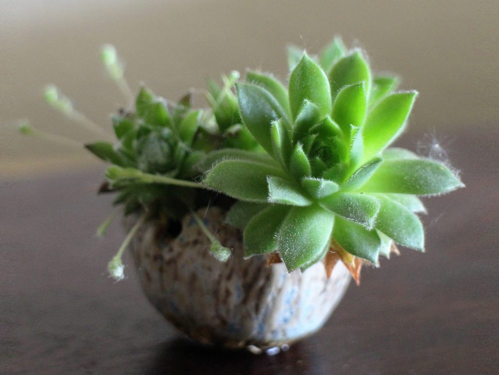 Kusamono: i micro giardini in vaso