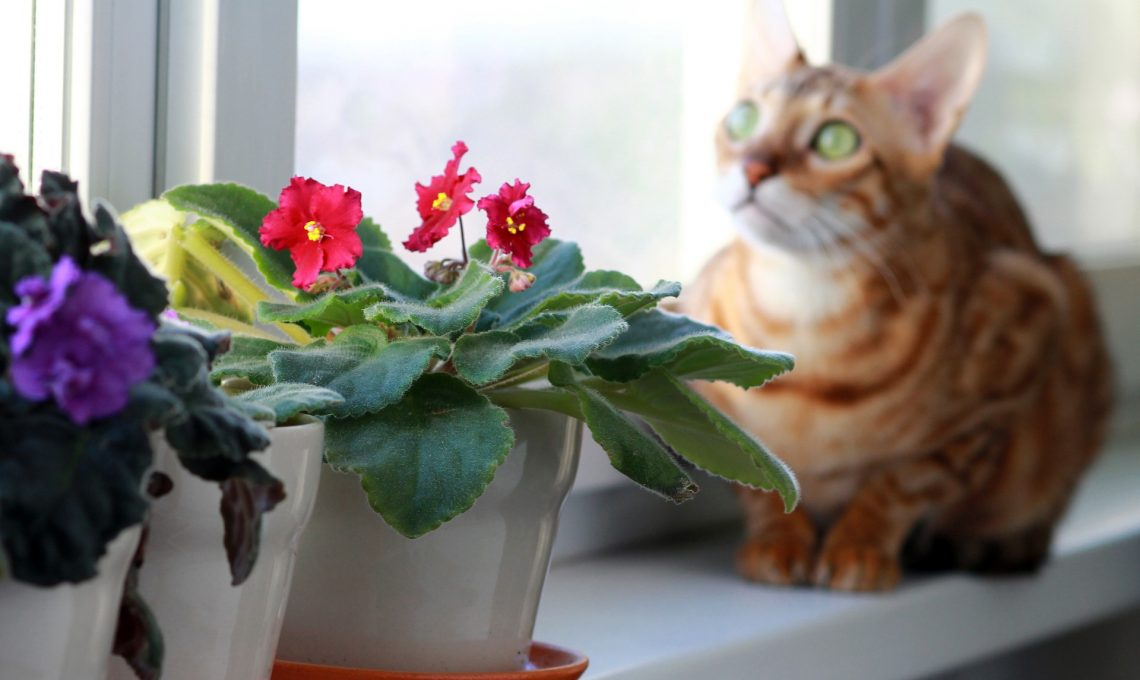 animali e piante