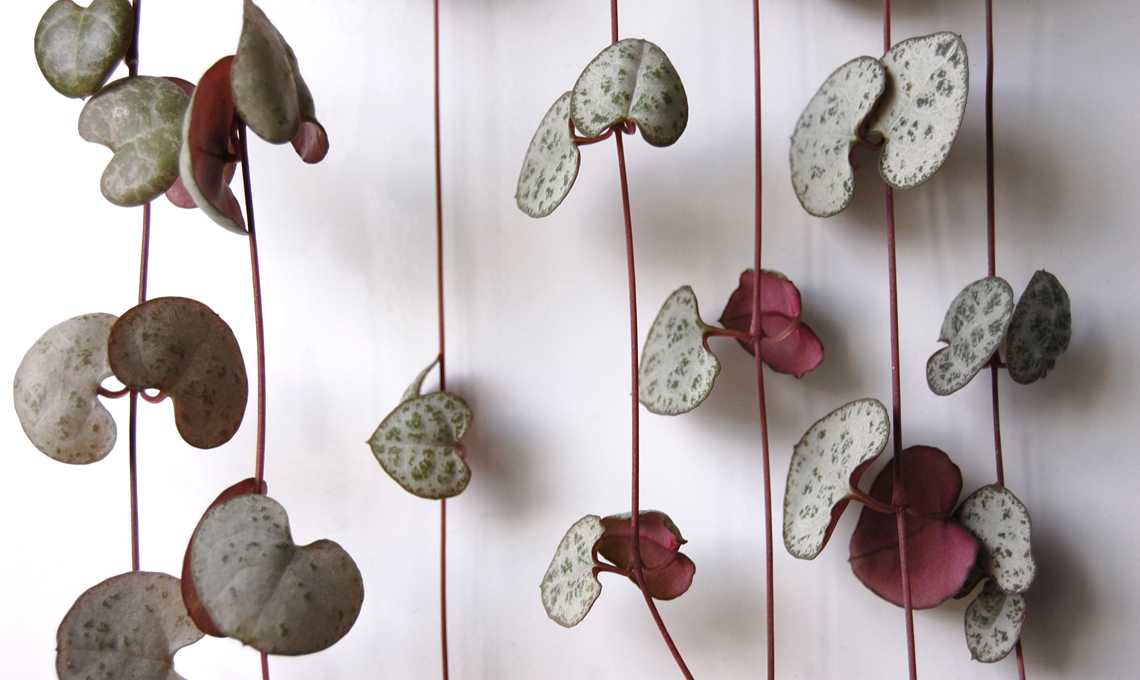 pianta ceropegia
