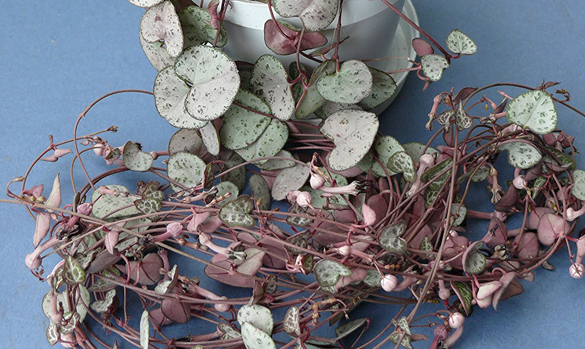 pianta ceropegia