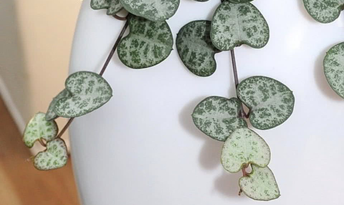 pianta ceropegia
