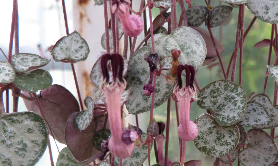 pianta ceropegia