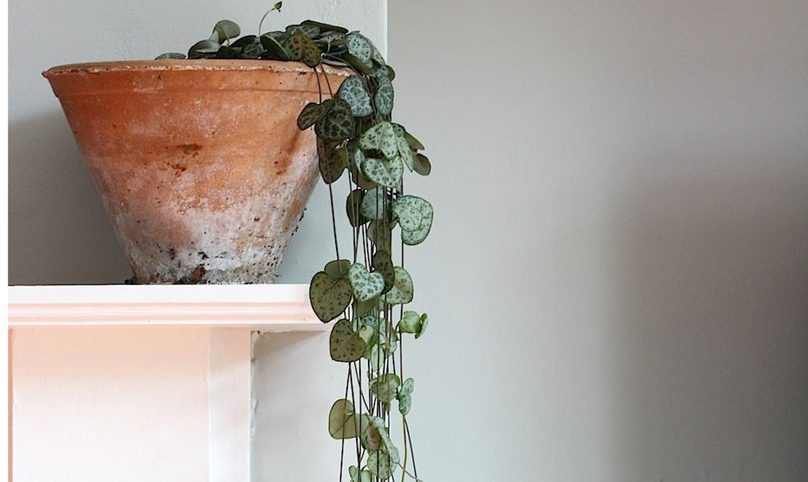pianta ceropegia