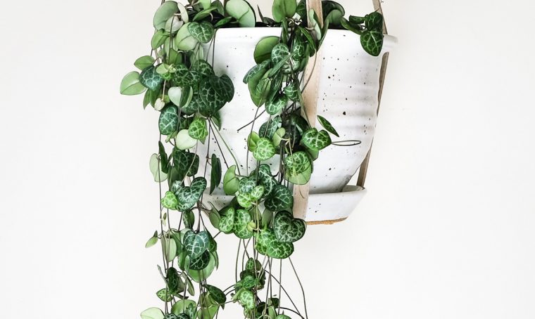 Pianta con le foglie a forma di cuore: la Ceropegia