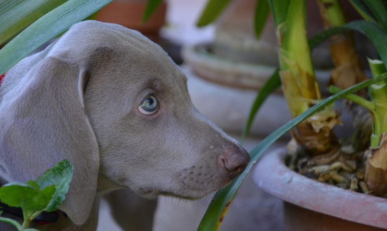 Quali sono le piante nocive per gli animali domestici