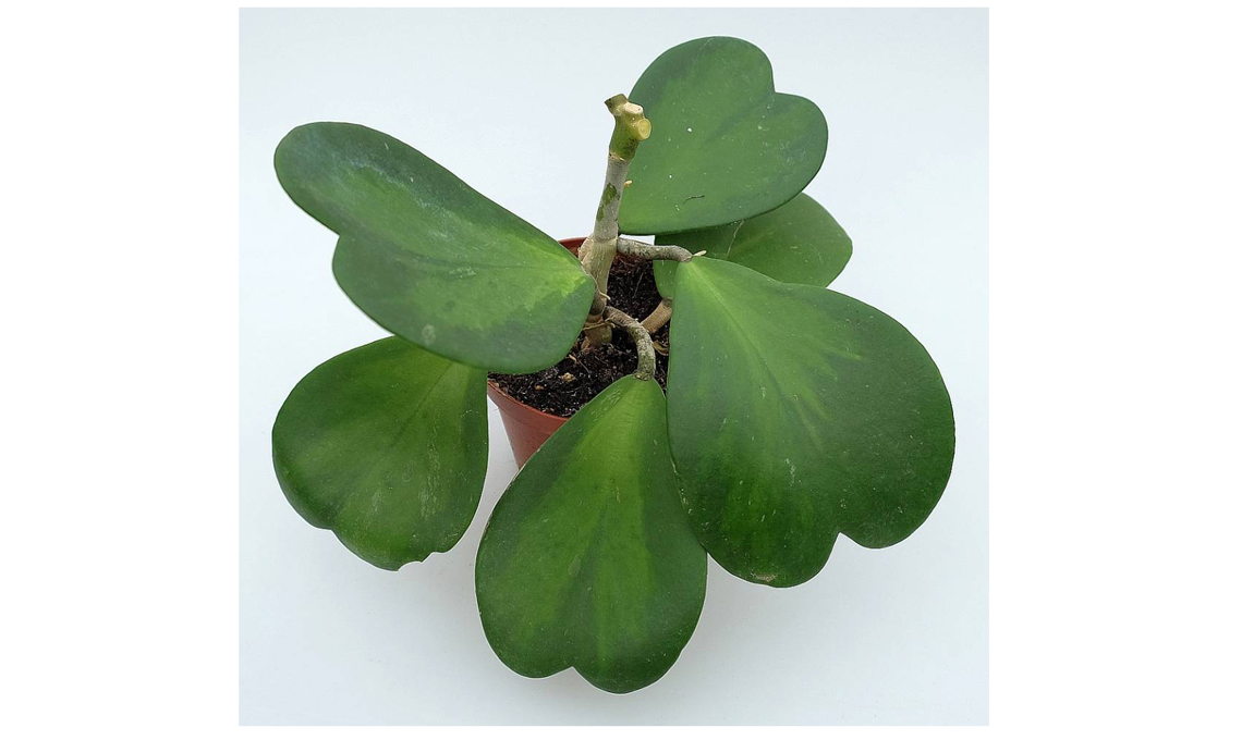 piante grasse hoya