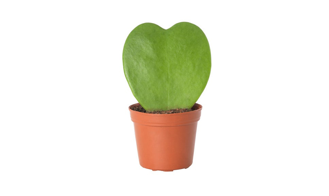 piante grasse hoya