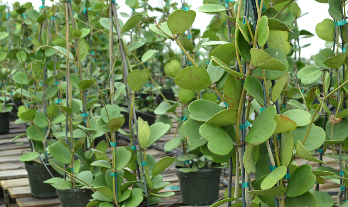 piante grasse hoya
