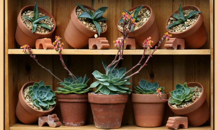 Terracotta o plastica: scegli il vaso giusto
