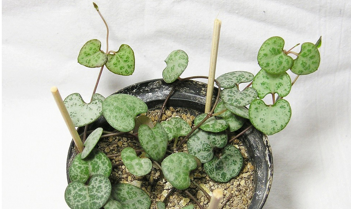 pianta ceropegia